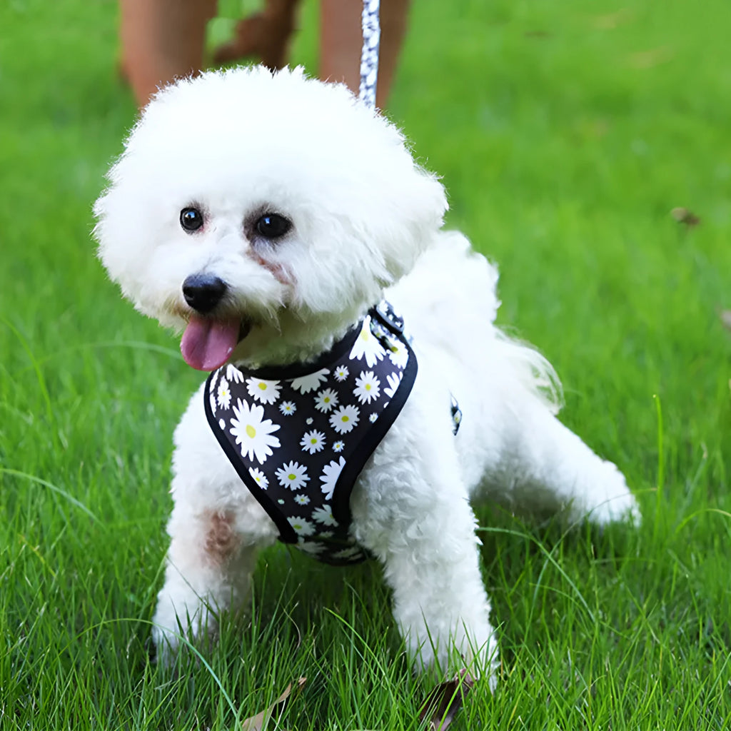 Cloth breathable dog harness leash set with traction rope in Style 1 print