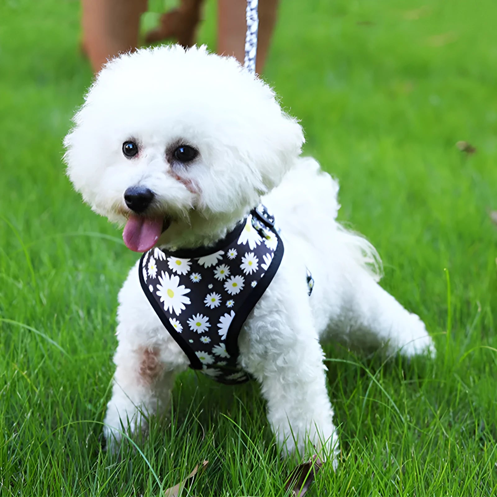 Cloth breathable dog harness leash set with traction rope in Style 1 print