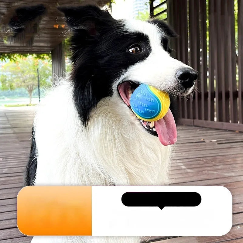 TPR rubber dog training ball with squeaker and molar ridges in two-tone colours