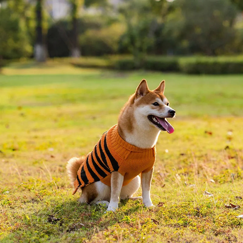 Halloween dog sweater in acrylic for small dogs, orange or black pet costume jumper, sizes XS to XL