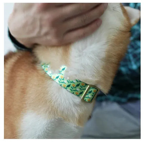 Nylon ribbon pet collar with floral pattern in Hanada blue colour, showing adjustable sizing and flower decoration
