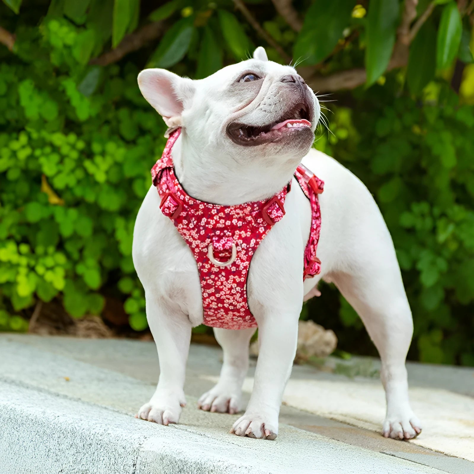 Floral pattern pure cotton pet chest strap for dog walking and training control