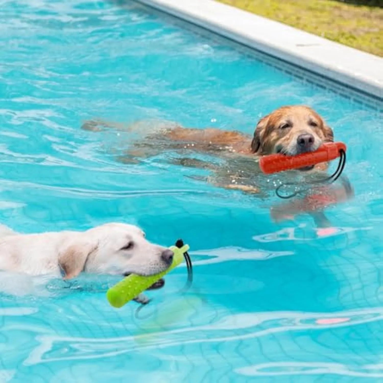Two floating dog pool toys in red and green with rope handles on a blue background