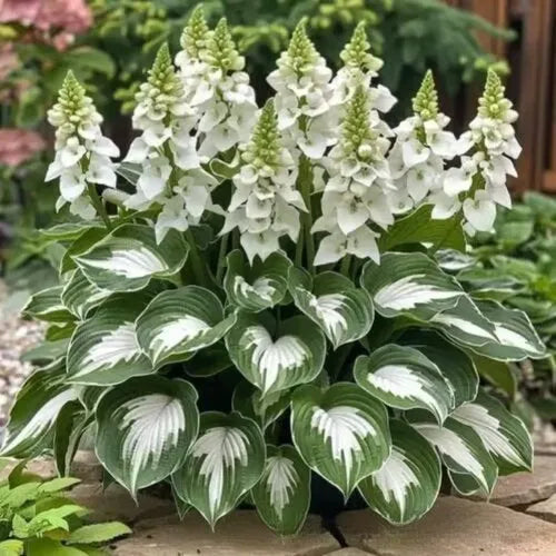 OPP packet containing 50 Coloured Leaves Jade Barrettes ornamental flower seeds for balcony and home gardening.