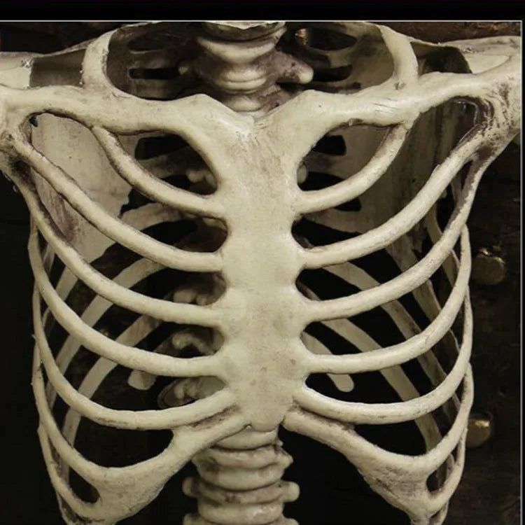 Full 170 cm tall plastic skeleton prop with detailed human skull standing upright