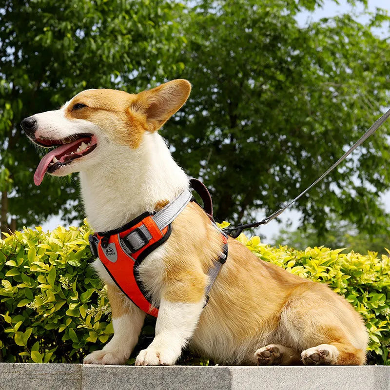 Orange polyester dog chest strap vest harness with an adjustable strap and a matching hand holding rope.
