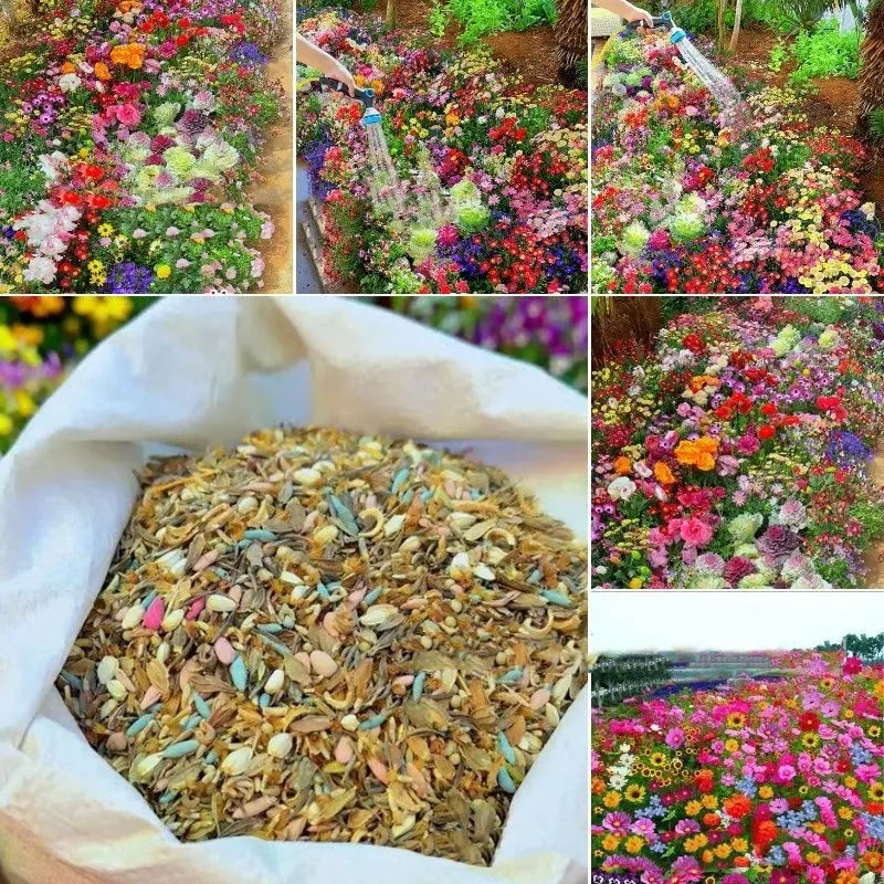 Packet of mixed wildflower and grass seeds including Purpleflower Holly Leaf, with options for 1000, 5000, or 10000 seeds.
