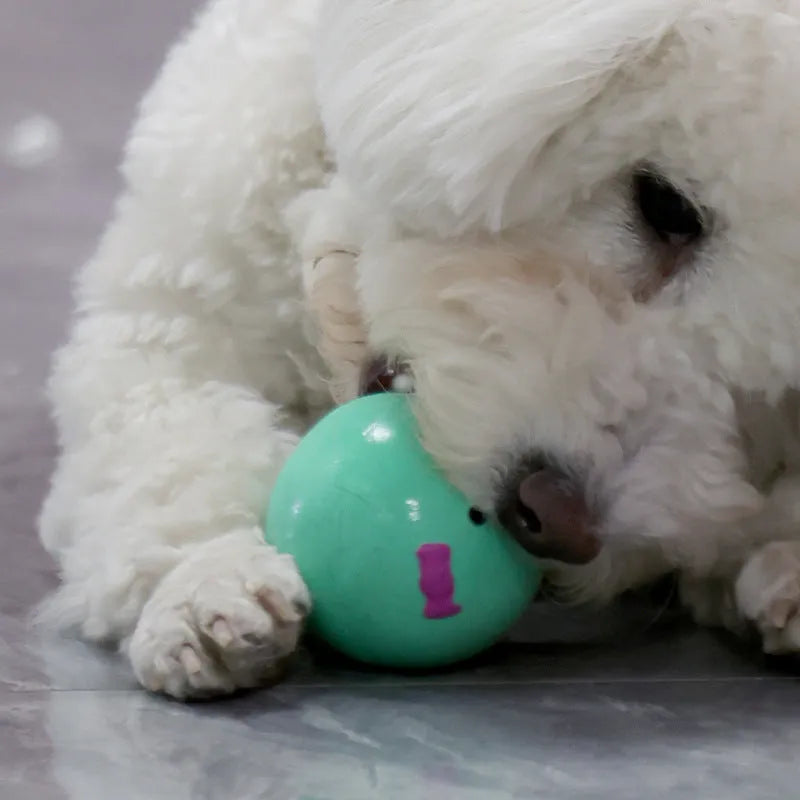 Cute four-colour egg-shaped latex dog toy with squeaker in green, orange, pink, yellow for small and medium dogs