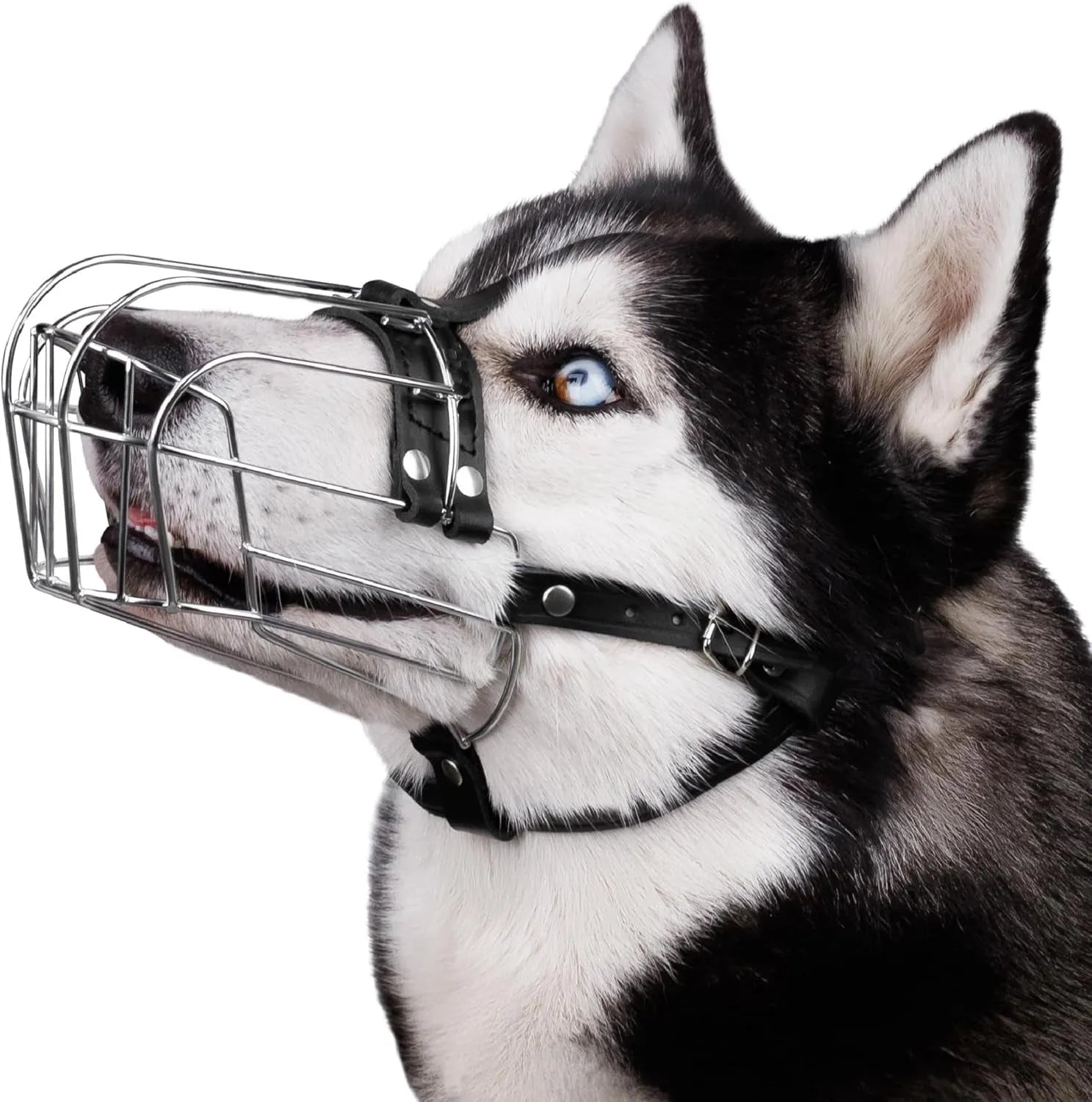 Black metal dog mouth cover designed for golden retrievers and German Shepherds with an adjustable strap.