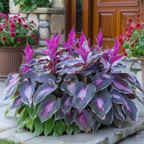 OPP packet containing 50 Coloured Leaves Jade Barrettes ornamental flower seeds for balcony and home gardening.