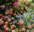 Packet of mixed wildflower and grass seeds including Purpleflower Holly Leaf, with options for 1000, 5000, or 10000 seeds.