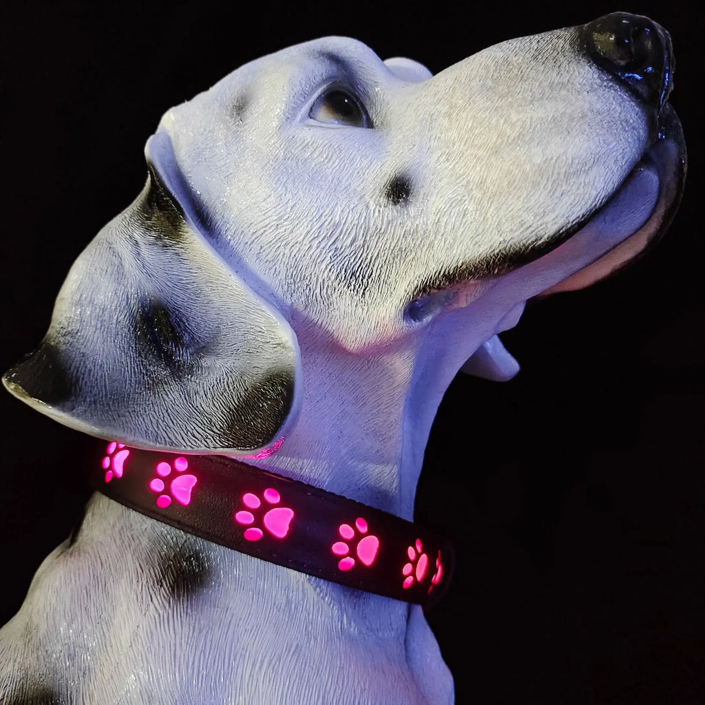 LED luminous cat collar with dog paw print design, showing seven coloured lights on a black polyester strap.