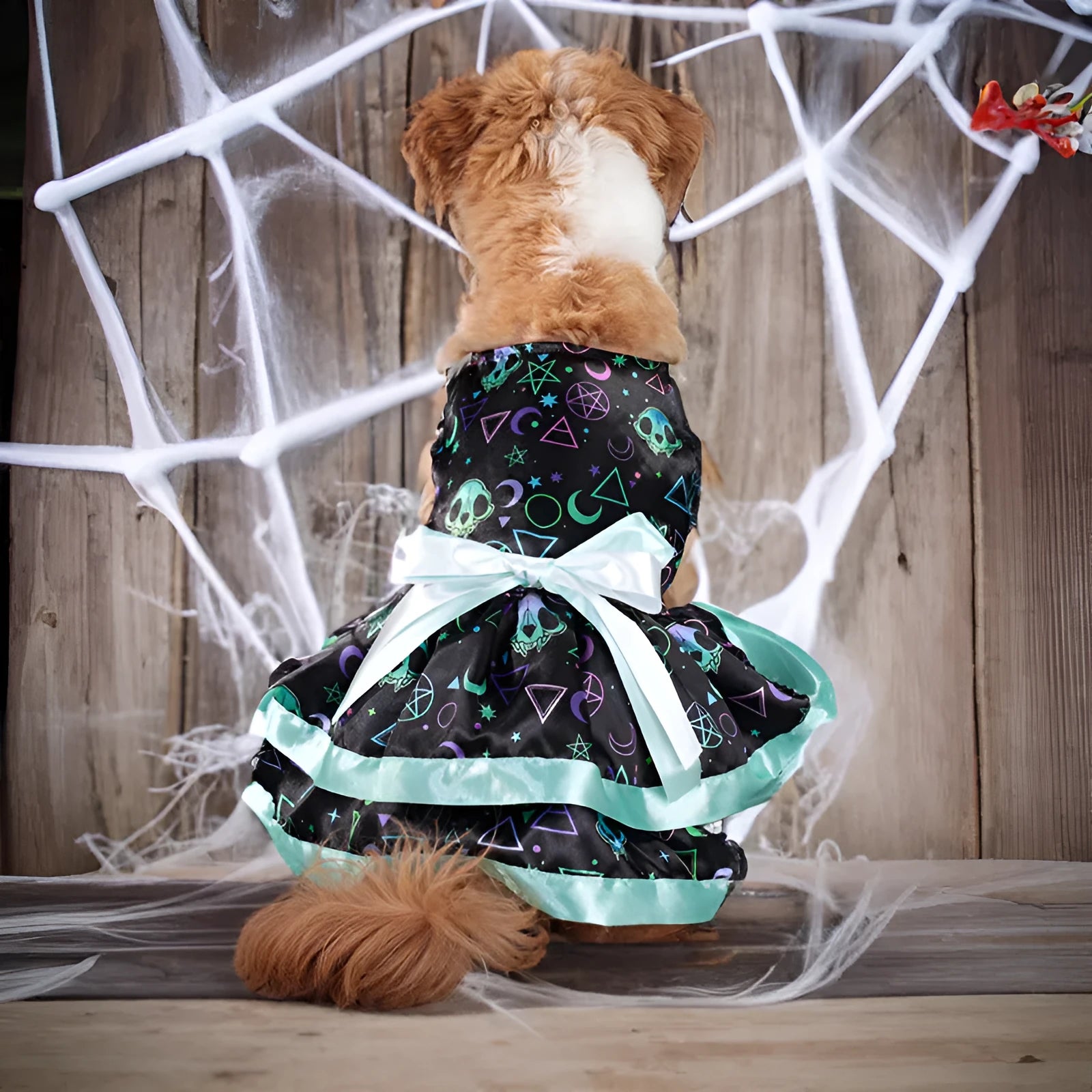 Colourful Halloween dog skirt with pumpkin or skull print on a pet.