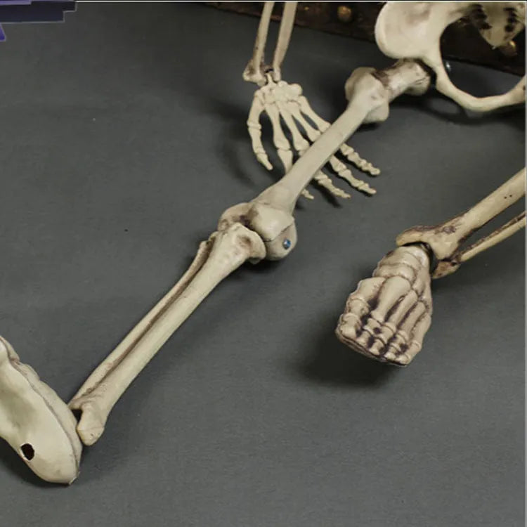 Full 170 cm tall plastic skeleton prop with detailed human skull standing upright