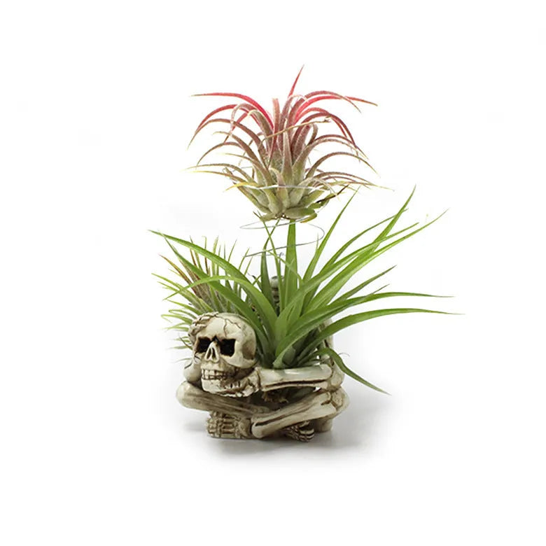 Skull design resin tillandsia bracket for soilless air plants with iron mounting base