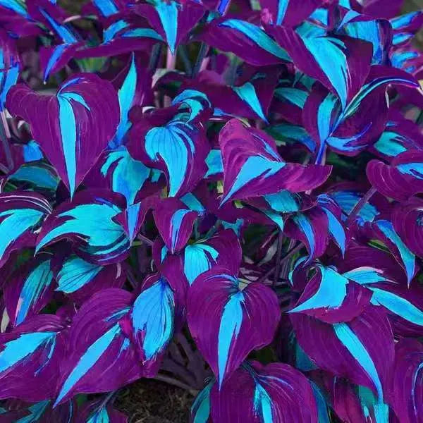 OPP packet containing 50 Coloured Leaves Jade Barrettes ornamental flower seeds for balcony and home gardening.