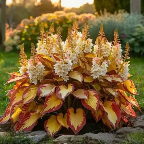 OPP packet containing 50 Coloured Leaves Jade Barrettes ornamental flower seeds for balcony and home gardening.