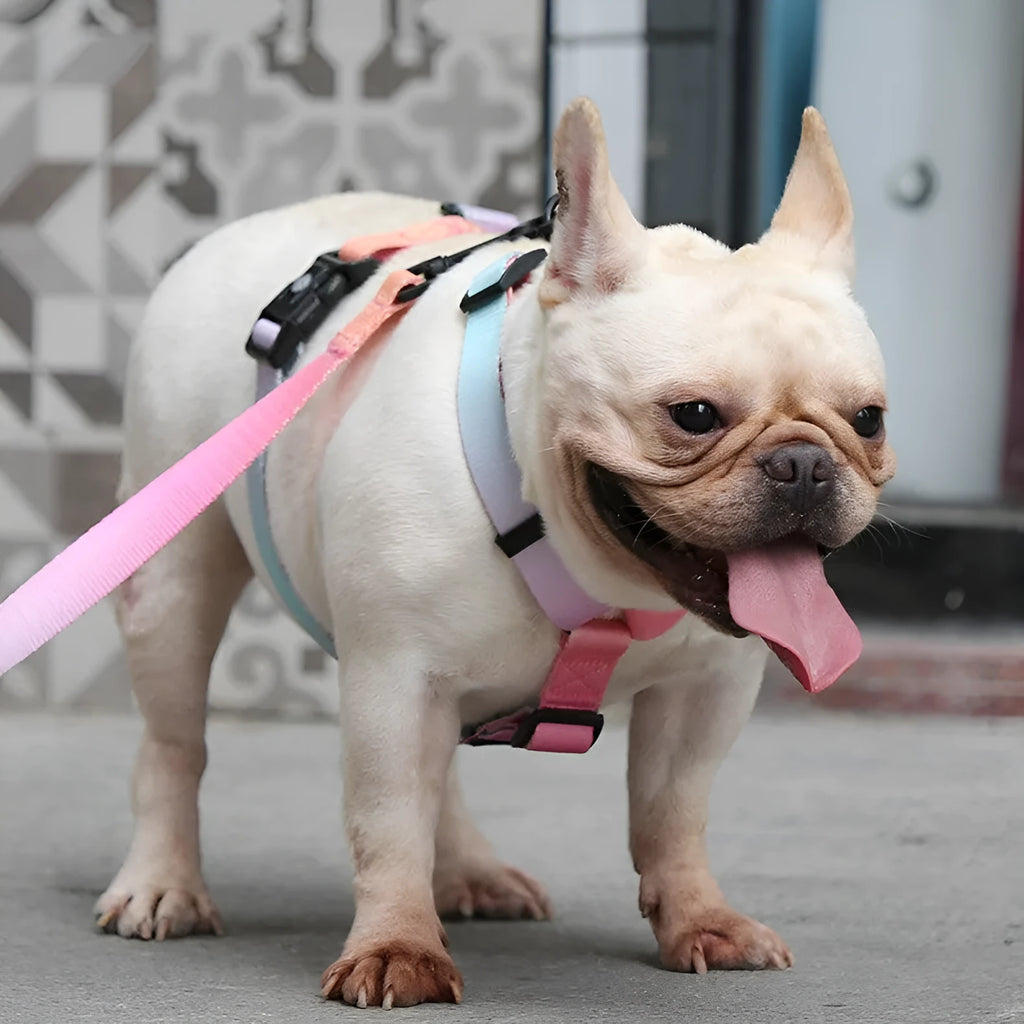 Gradient colour pet chest strap harness in nature patterns with adjustable sizing