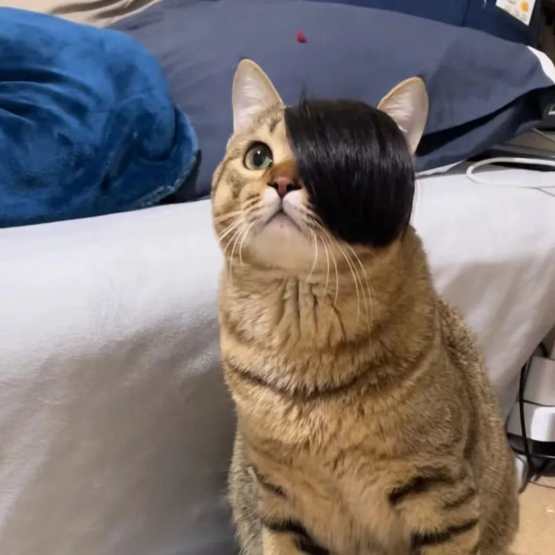 Black imitation braid fox tail wig for cats on a white background.