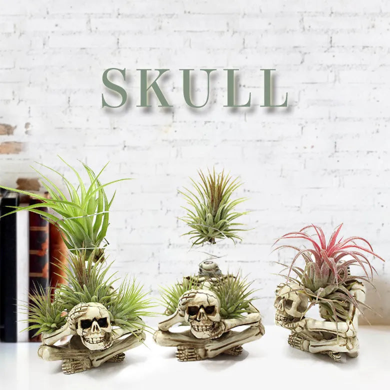 Skull design resin tillandsia bracket for soilless air plants with iron mounting base