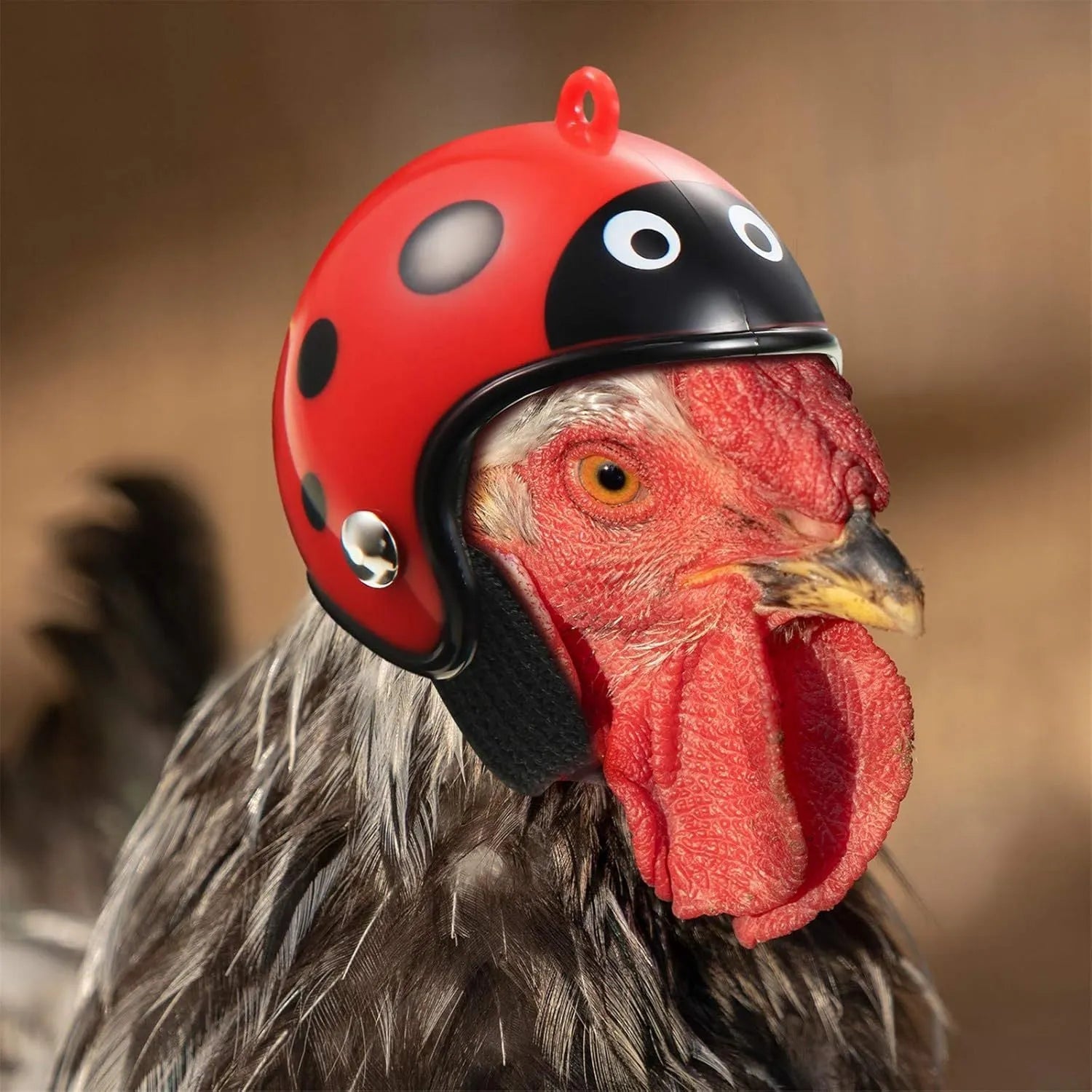 Small hard plastic pet helmet with elastic straps, shown on a chicken.
