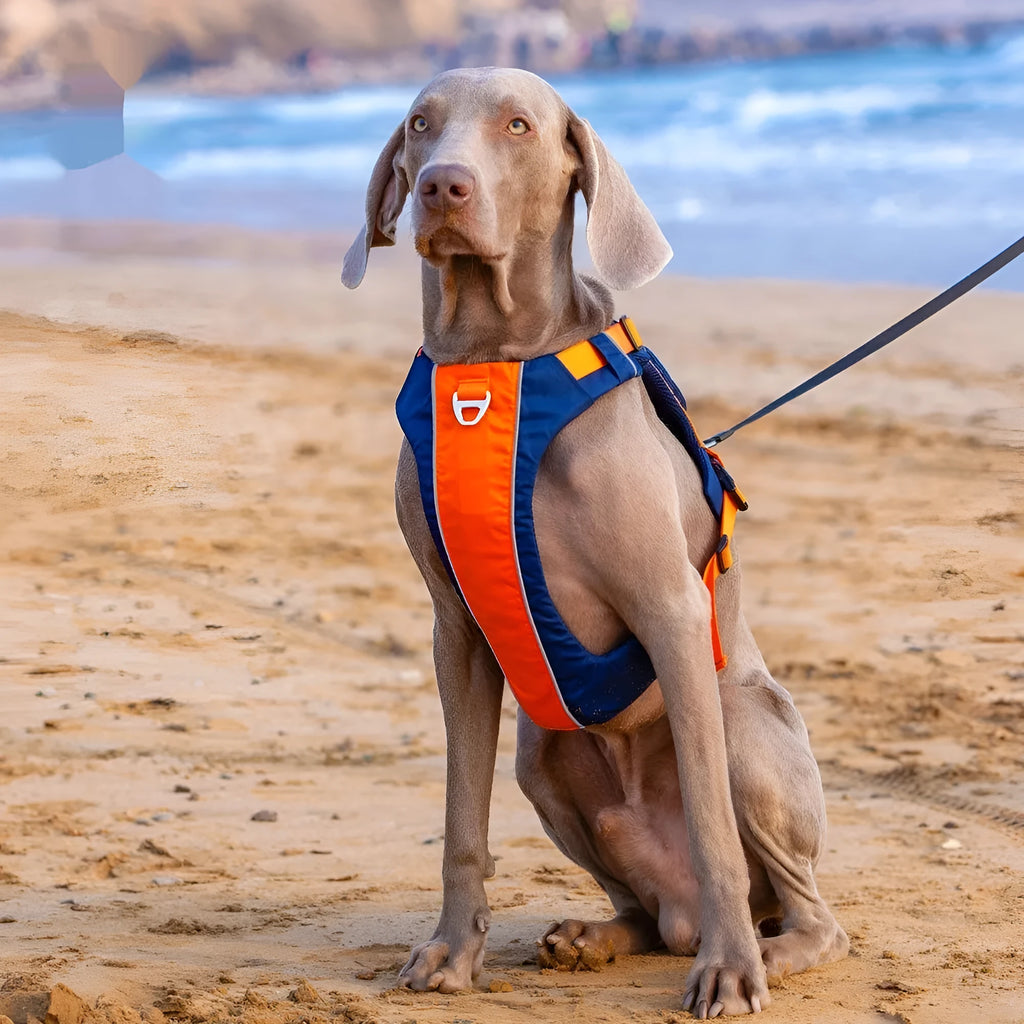Adjustable nylon dog chest strap harness in vest style with hand rope attachment in orange blue colour