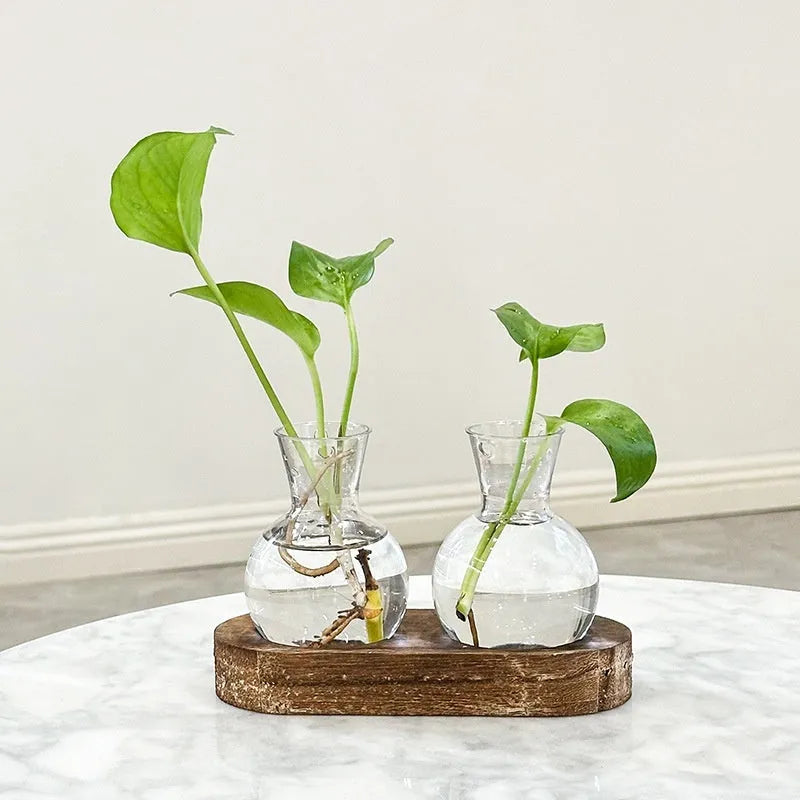 Transparent hydroponic vase in wooden frame for water plant display