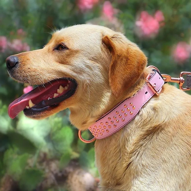 A brown leather dog collar with a row of shiny brass anti-bite rivets and a metal D-ring.