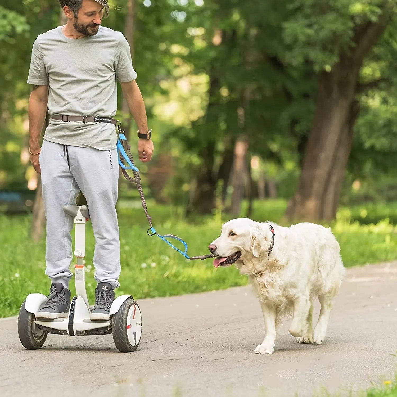 Hands-free dog leash with adjustable waist belt showing reflective trim and quick-release clip
