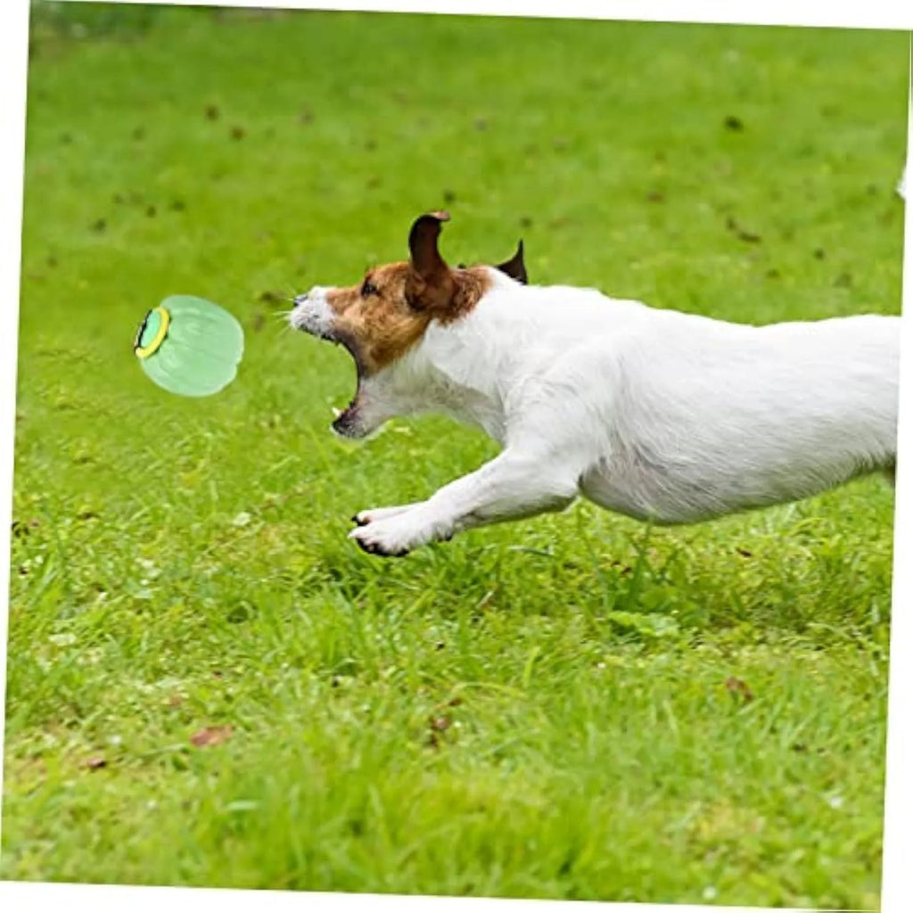Small orange plastic pumpkin dog ball with squeaker for puppy chewing and training