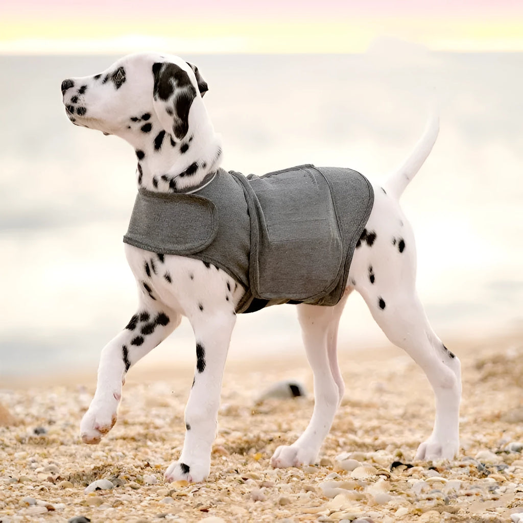 Heather grey dog anxiety vest made from brocade cotton fabric on a dog, showing its snug fit.