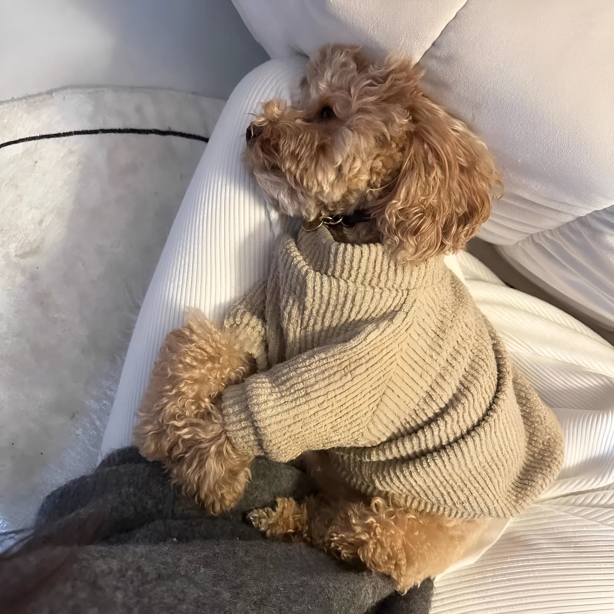 Brown knitted pullover sweater on a small dog, showing casual design and soft fabric.