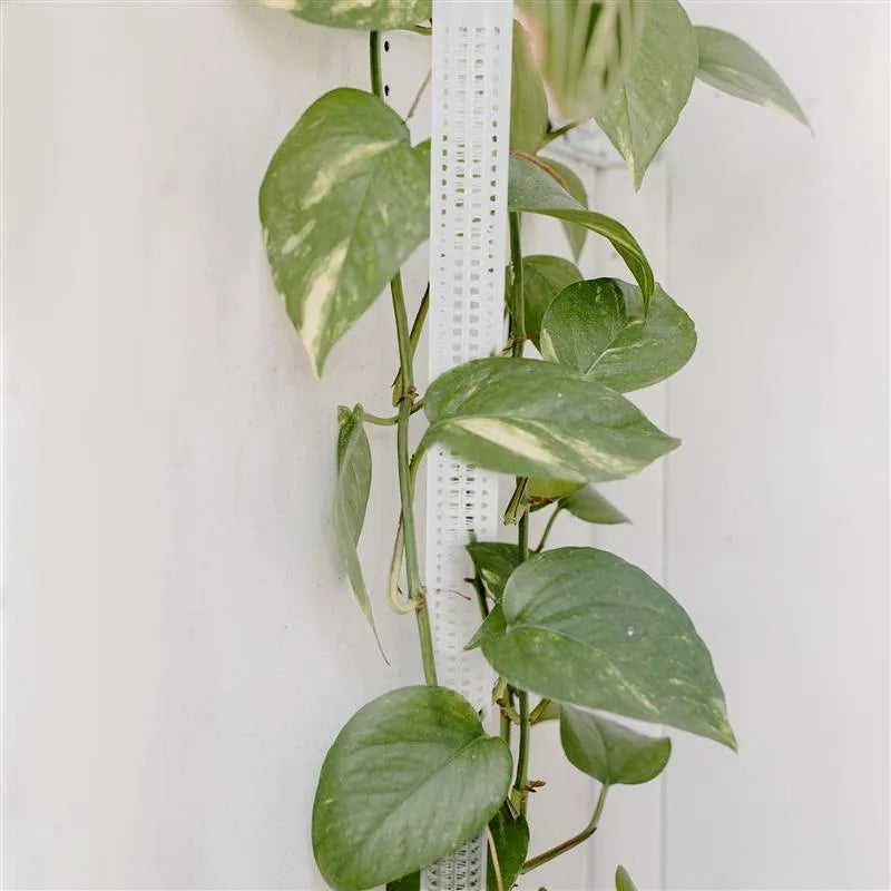 Water Moss Pillars for Climbing Vines and Green Plants White Plastic Plant Support Stakes 50cm Tall Indoor Outdoor Climbing Plant Poles Set of 1 or 2 Pieces Durable Reusable Plant Climbing Tool