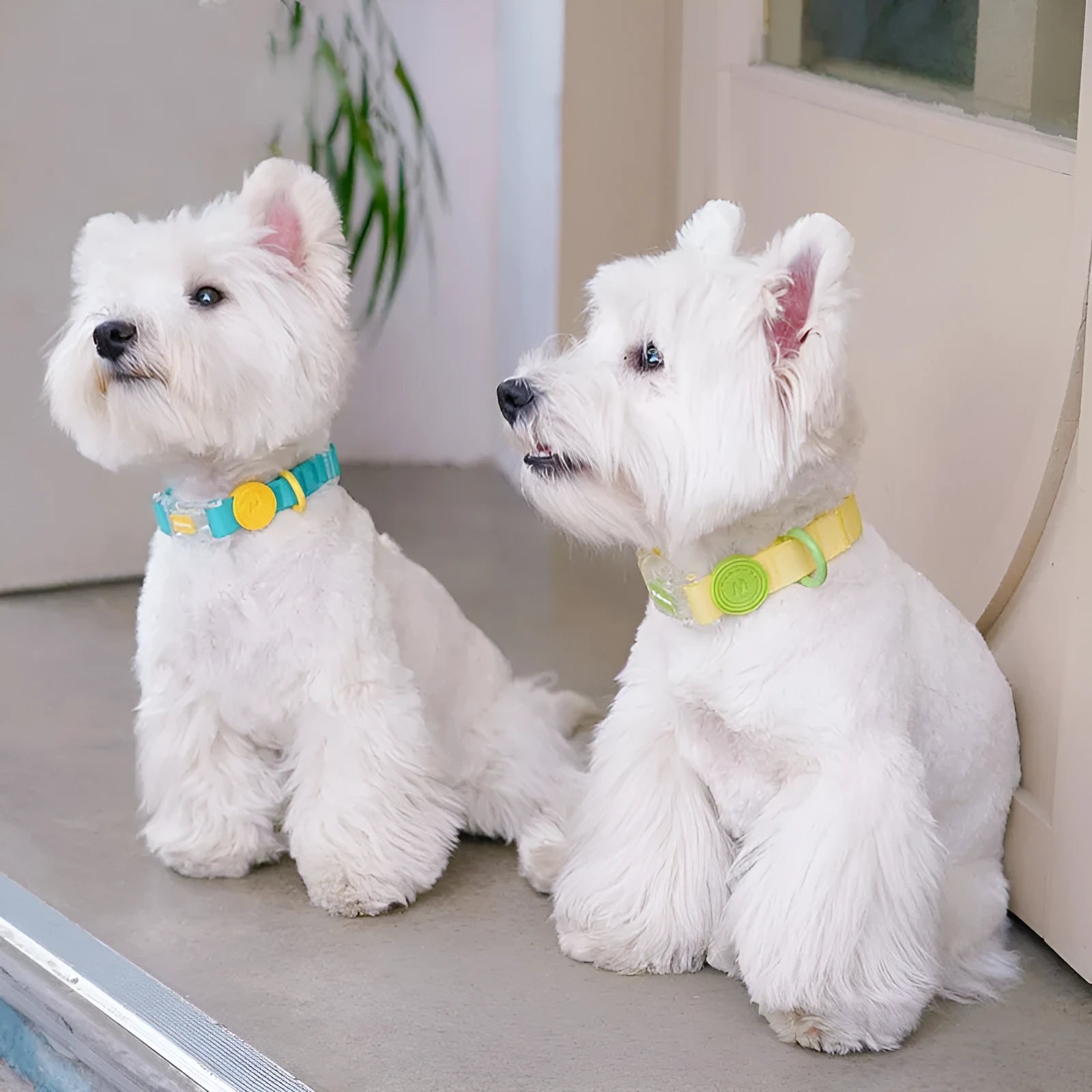 Nylon dog collar and hand holding rope set in four colours smoky gray new green lemon yellow rose pink