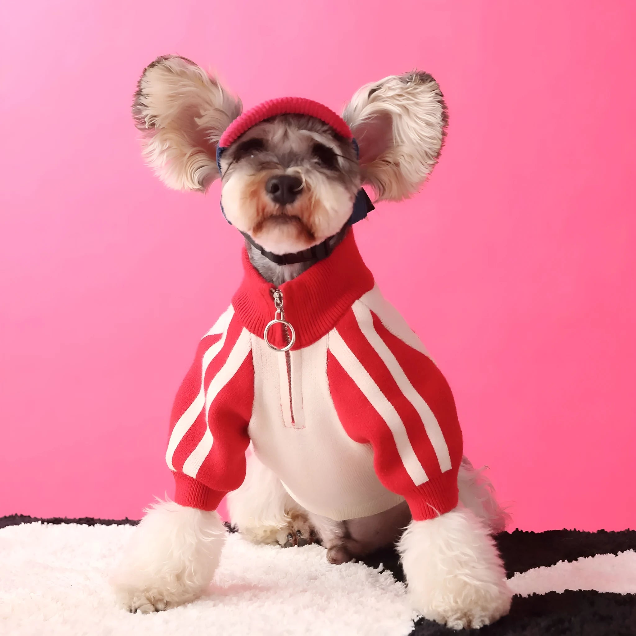 Red wool blend dog sweater cardigan on canine model showing casual sports-style design