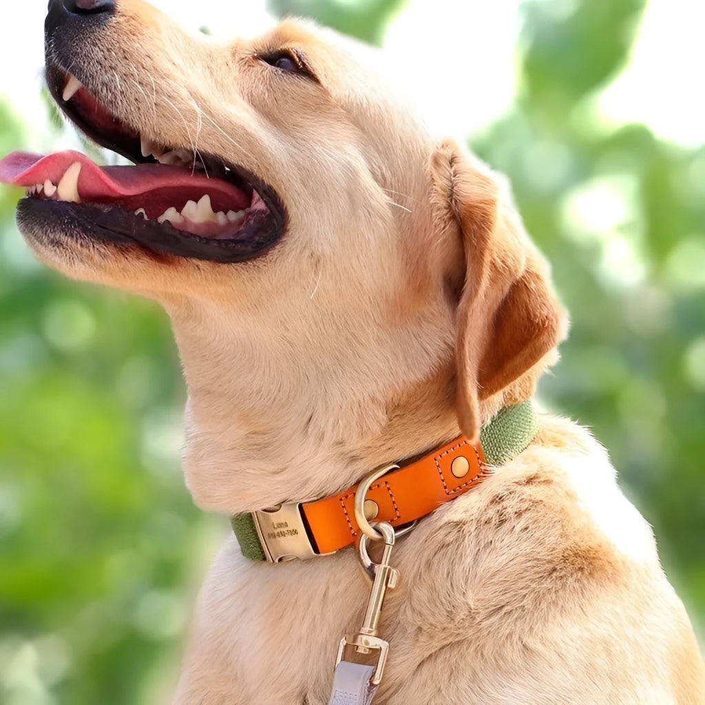 Small dog mohair collar and matching traction rope set in green, showing neck ring with lettering.