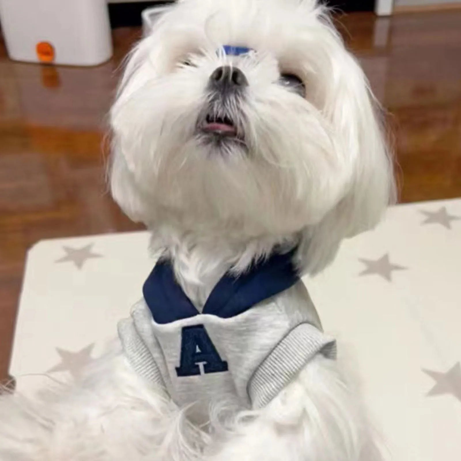 Blue and white reflective letter pet hoodie for cats and dogs in slim-fitting polyester