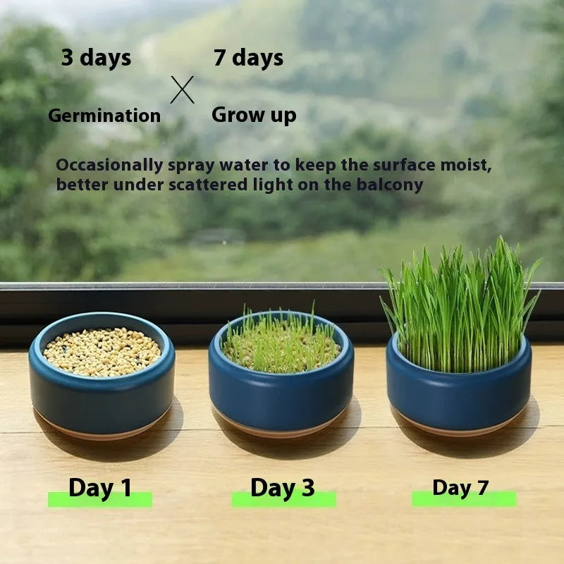 Hydroponic cat grass kit with cup and five seed packs in blue, green, and yellow colour options