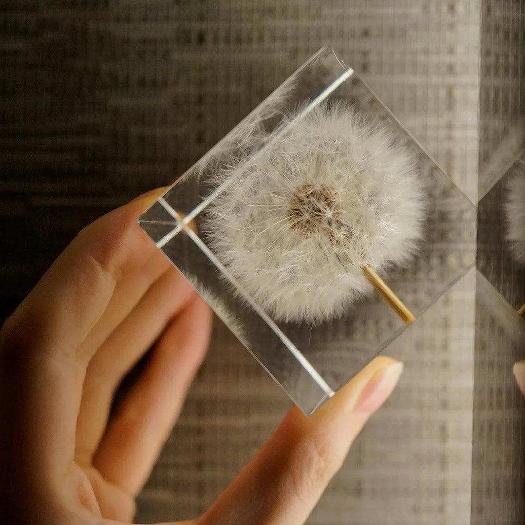 5cm clear resin cube with preserved dandelion flower beside wooden display box and USB charging base
