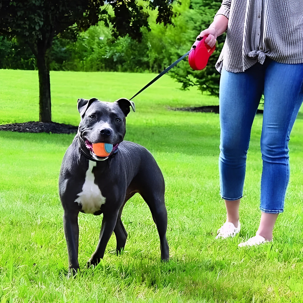 TPR rubber dog training ball with squeaker and molar ridges in two-tone colours