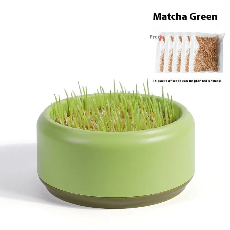 Blue hydroponic cat grass kit with planter cup and seed packets for indoor growing