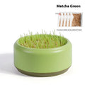 Blue hydroponic cat grass kit with planter cup and seed packets for indoor growing