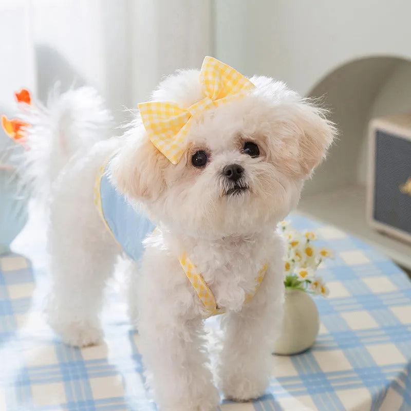 Small dog wearing a blue elastic vest with heart texture and bow suspenders.